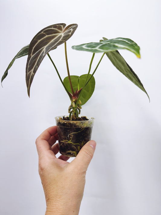 Anthurium silver blush x forgetii starter plant