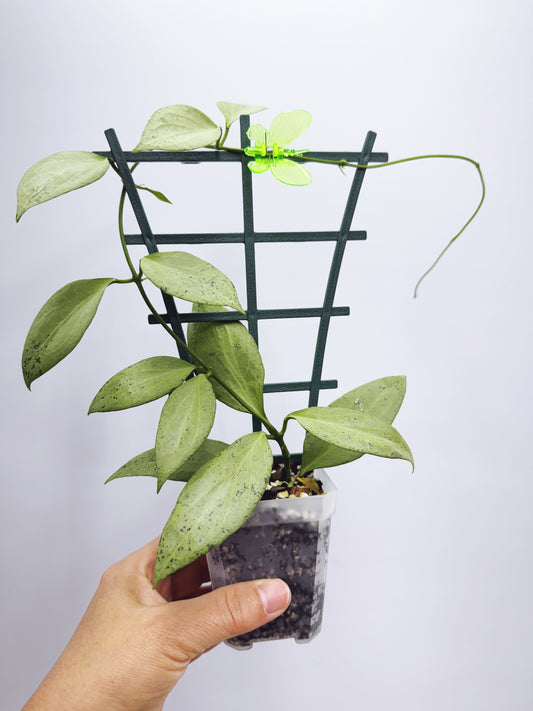 Hoya new guinea ghost