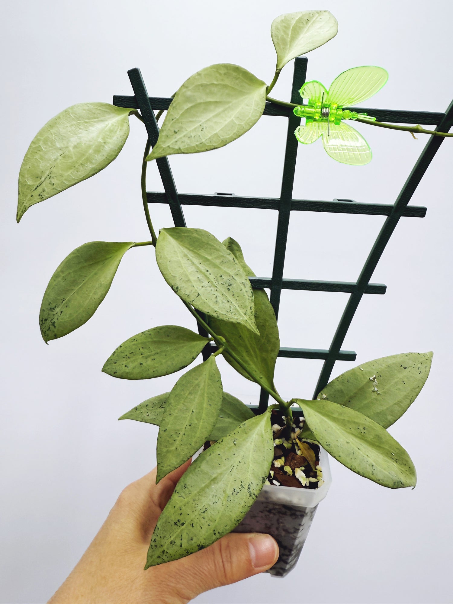 Current Plants