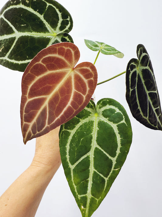 Anthurium silver blush x forgetii starter plant