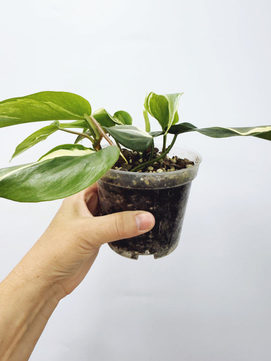 Philodendron rio
