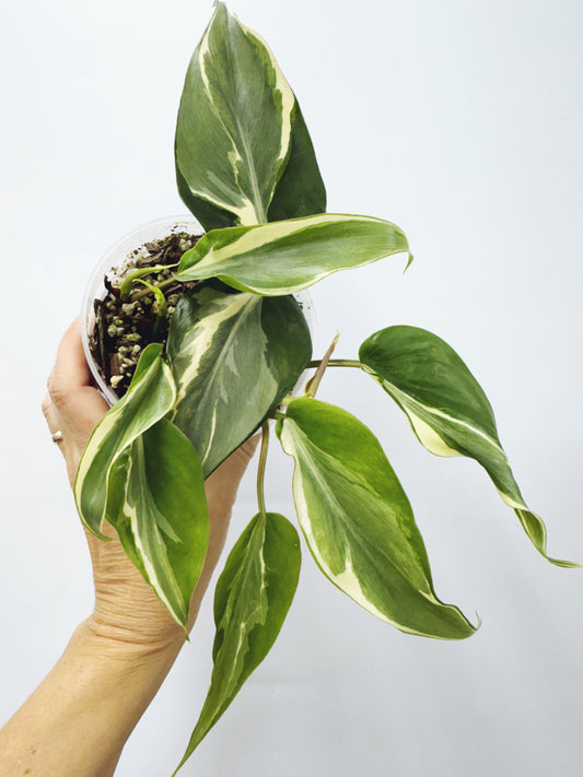 Philodendron rio