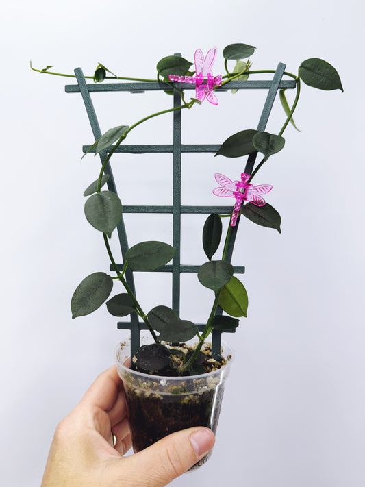 Hoya lithophytica