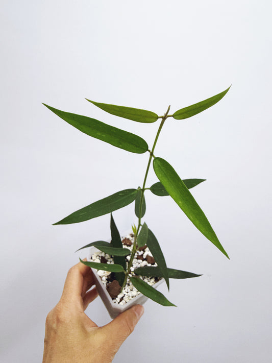Hoya burmanica