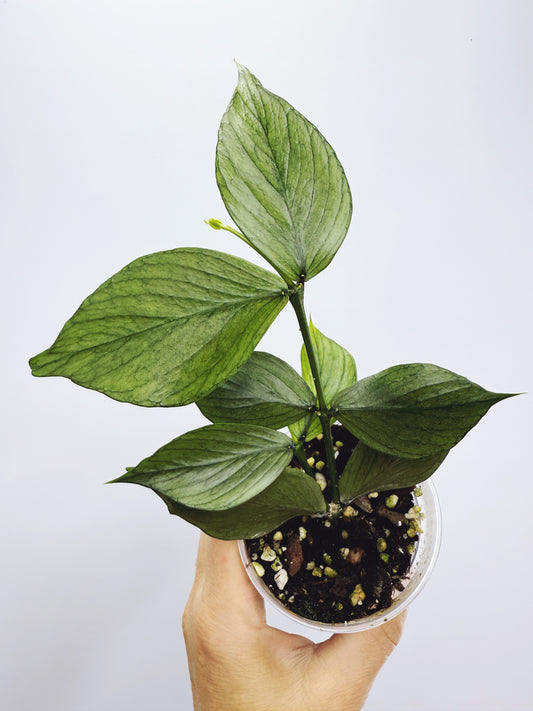 Hoya polyneura silver