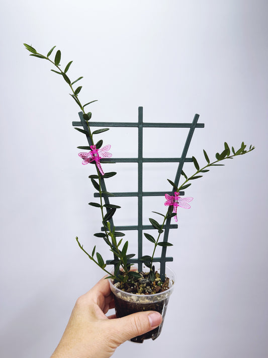 Hoya engleriana
