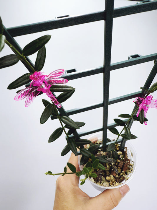 Hoya engleriana
