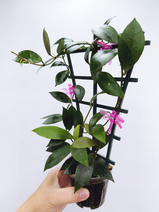 Hoya rebecca