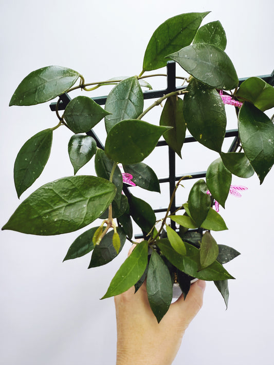 Hoya rebecca