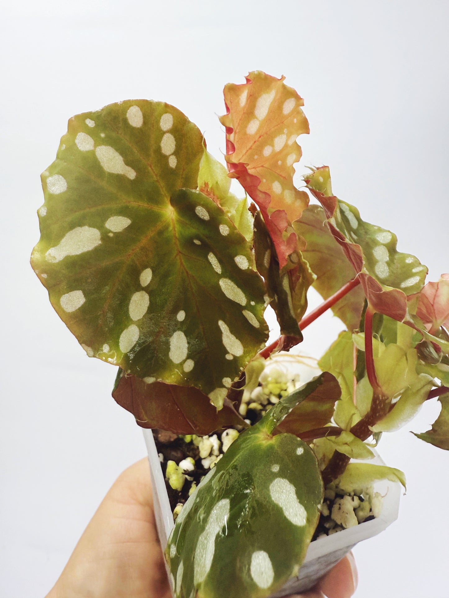 Begonia jiewhoei