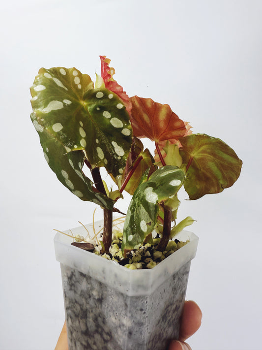 Begonia jiewhoei