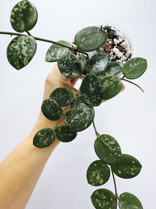 Hoya mathilde splash