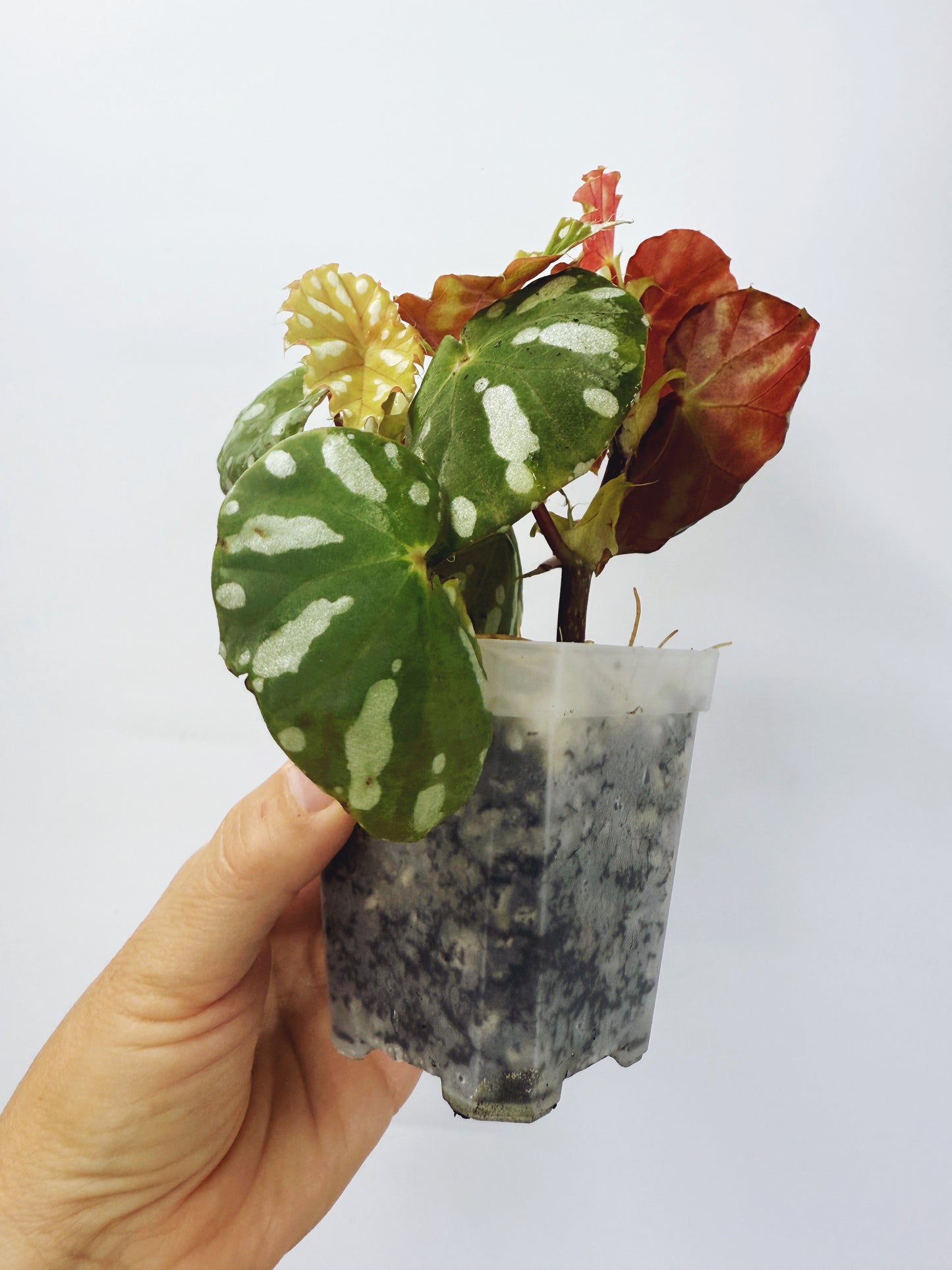 Begonia jiewhoei