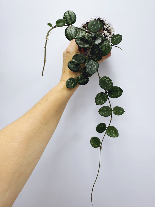 Hoya mathilde splash