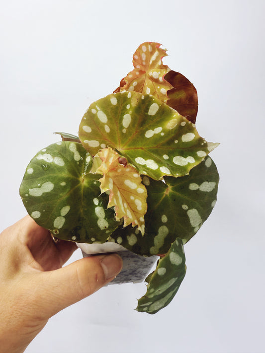 Begonia jiewhoei