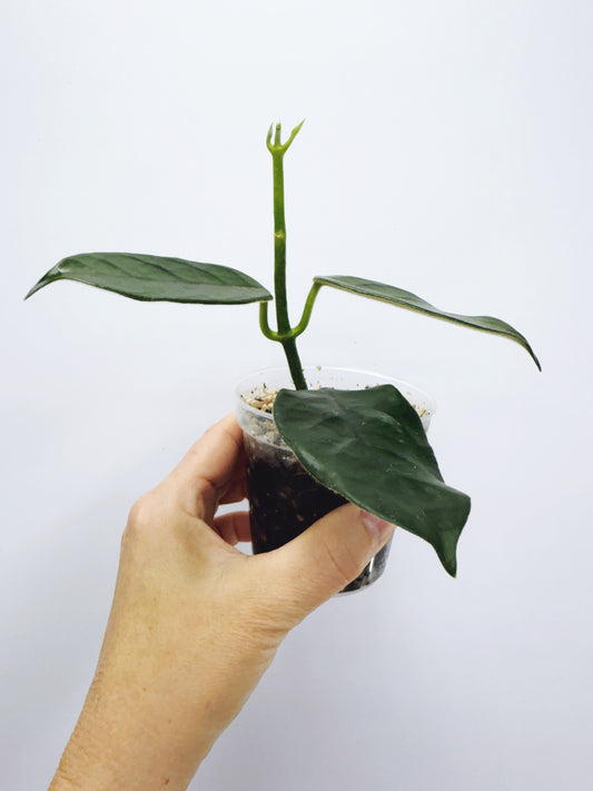 Hoya globulosa