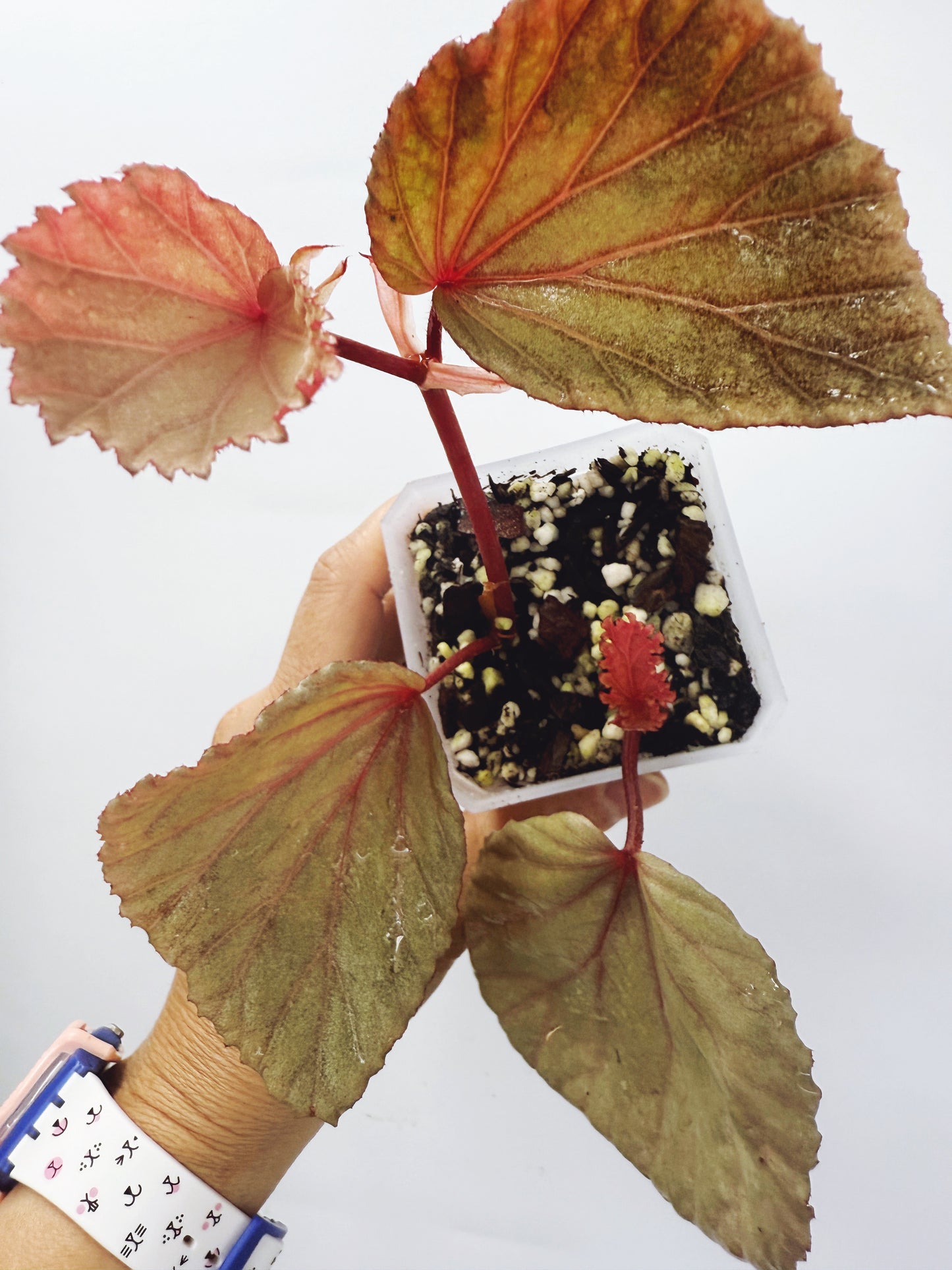 Begonia silver suede