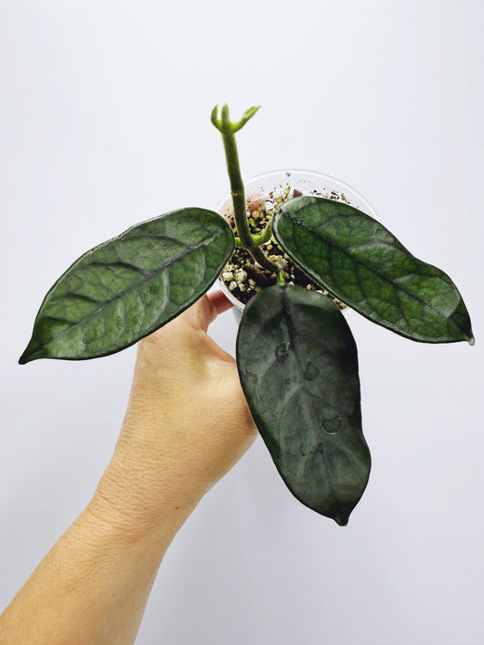 Hoya globulosa