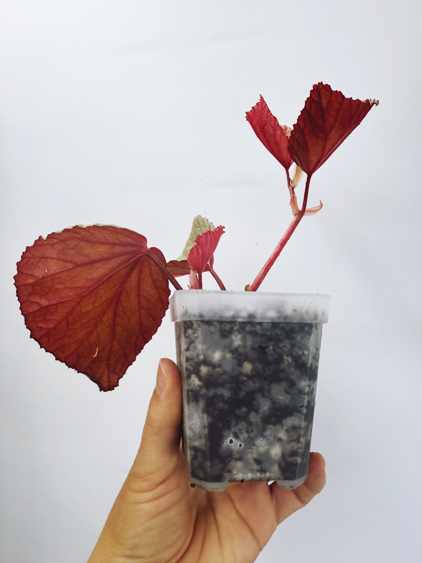 Begonia silver suede