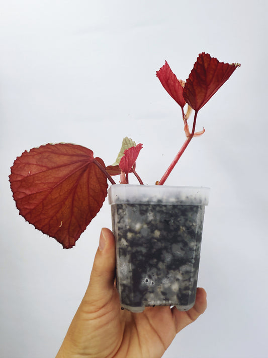 Begonia silver suede