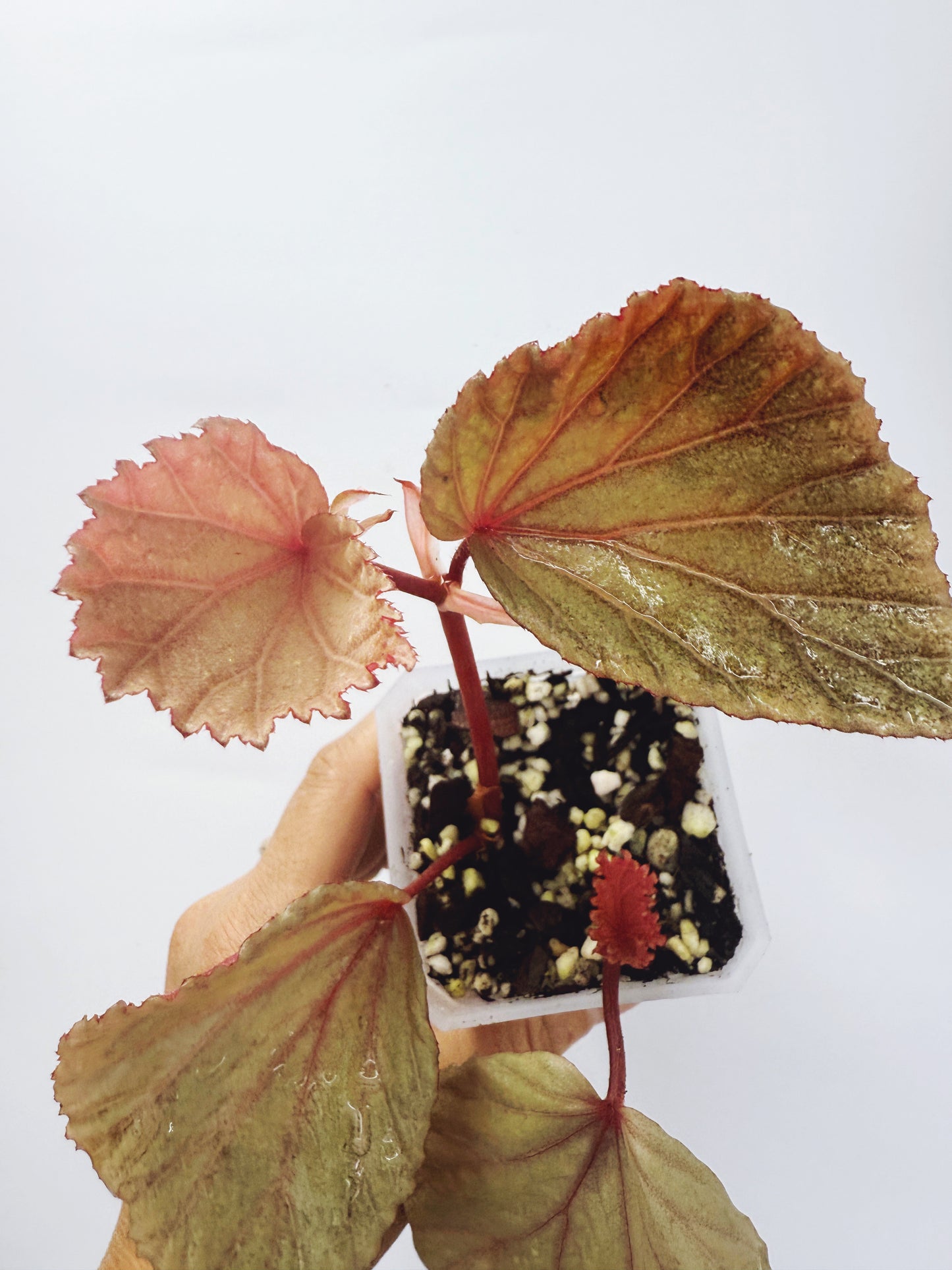 Begonia silver suede