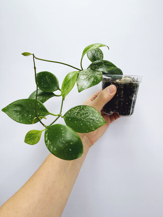 Hoya diptera splash