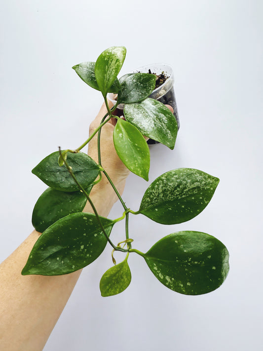 Hoya diptera splash