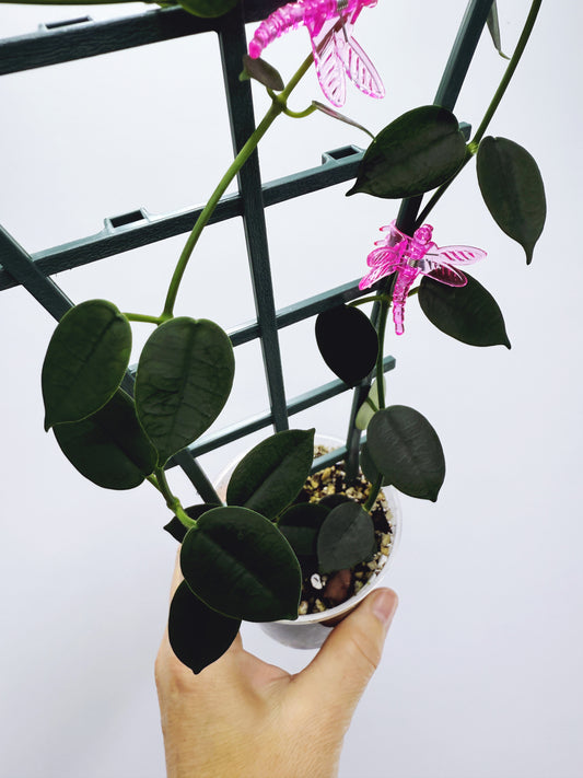 Hoya lithophytica