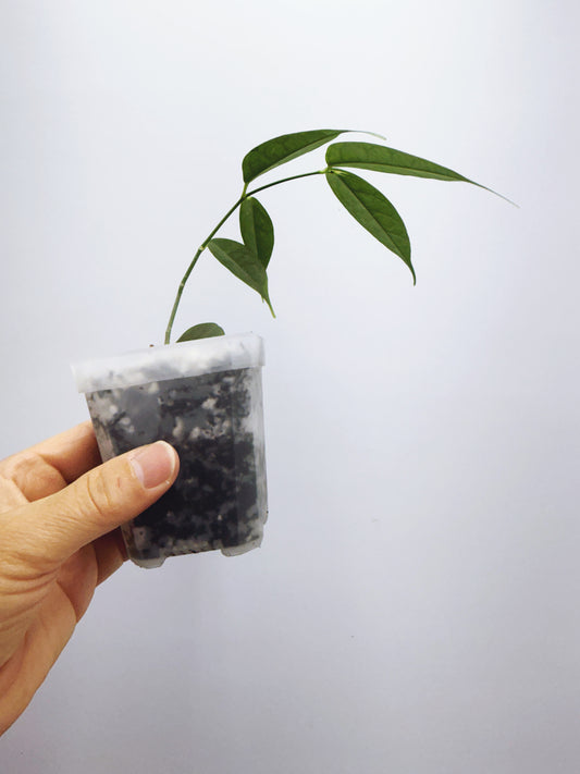 Hoya campanulata splash
