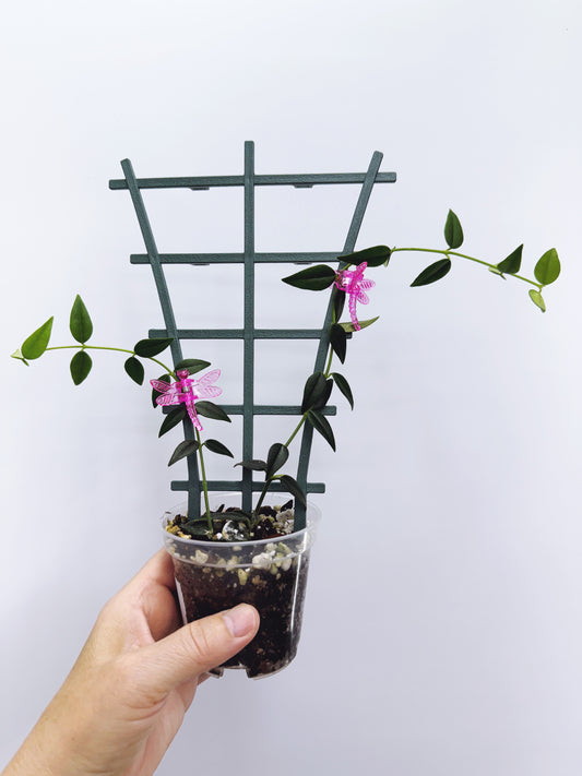 Hoya bella