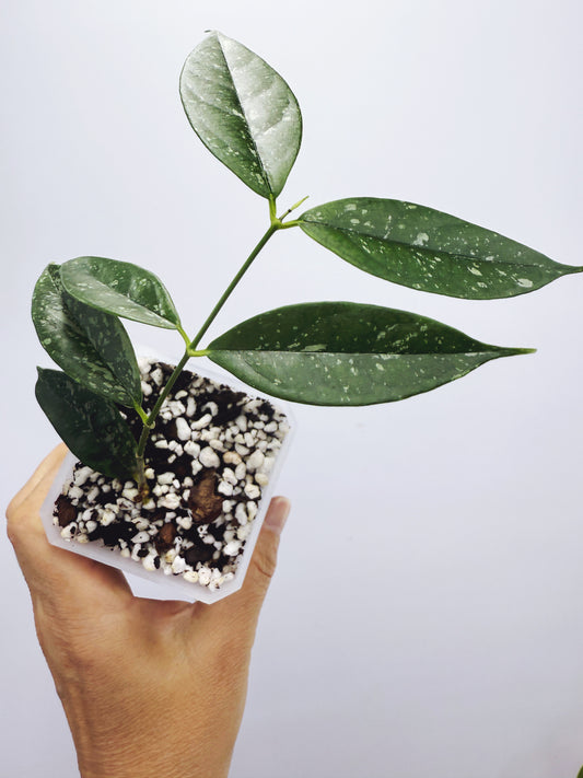 Hoya campanulata splash