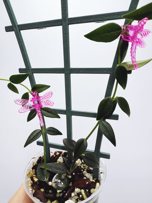 Hoya bella