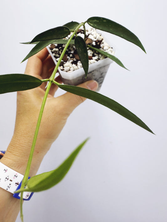 Hoya burmanica