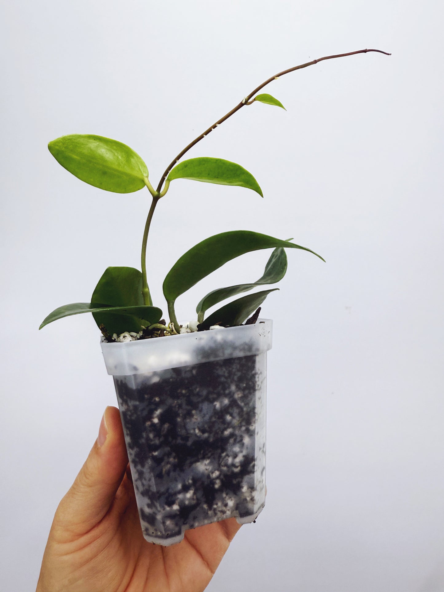 Hoya limonica