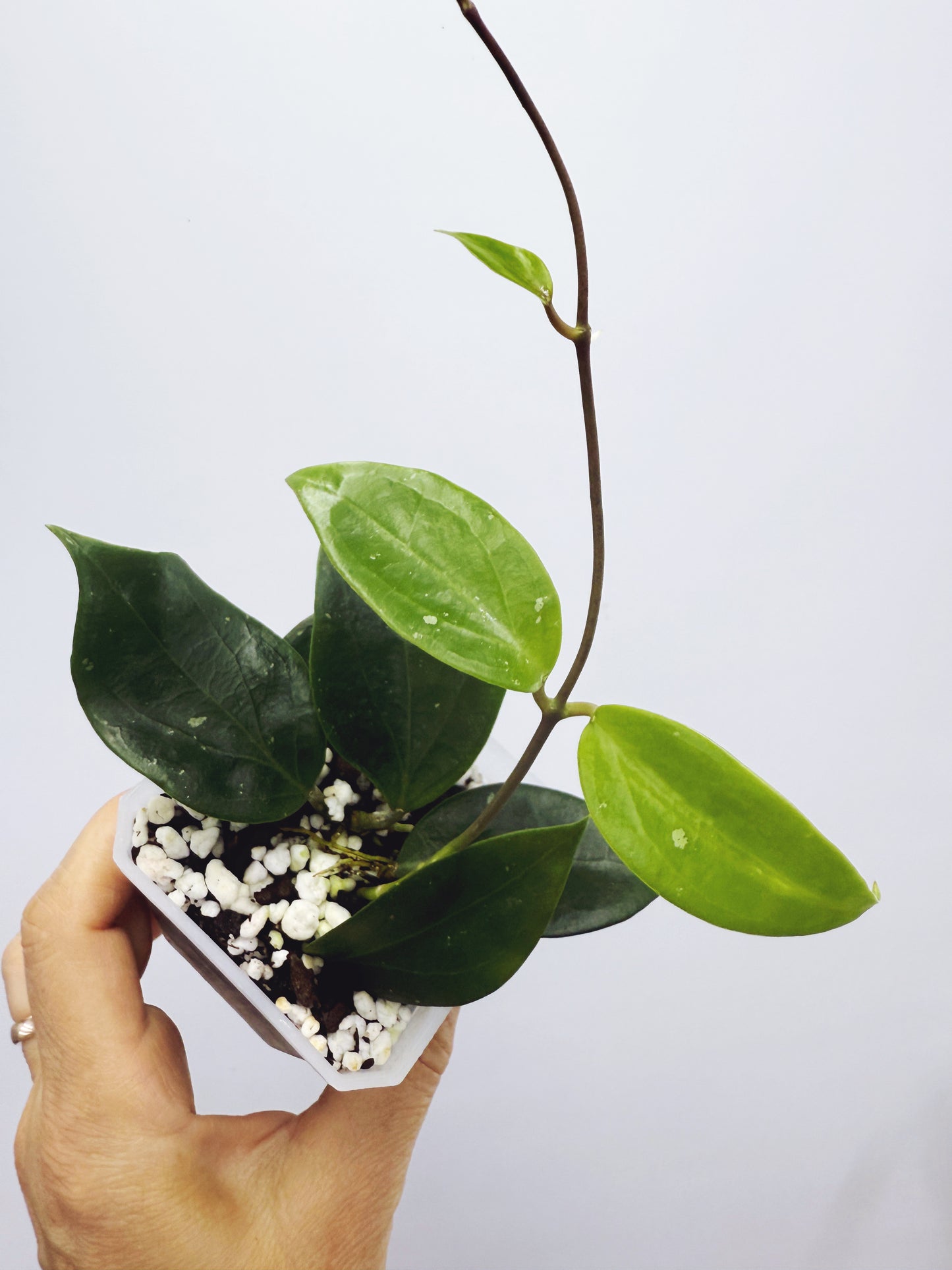 Hoya limonica