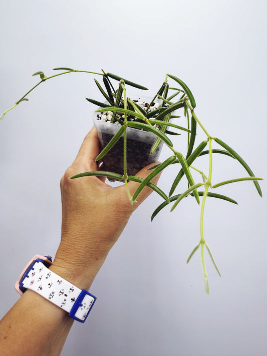 Hoya linearis