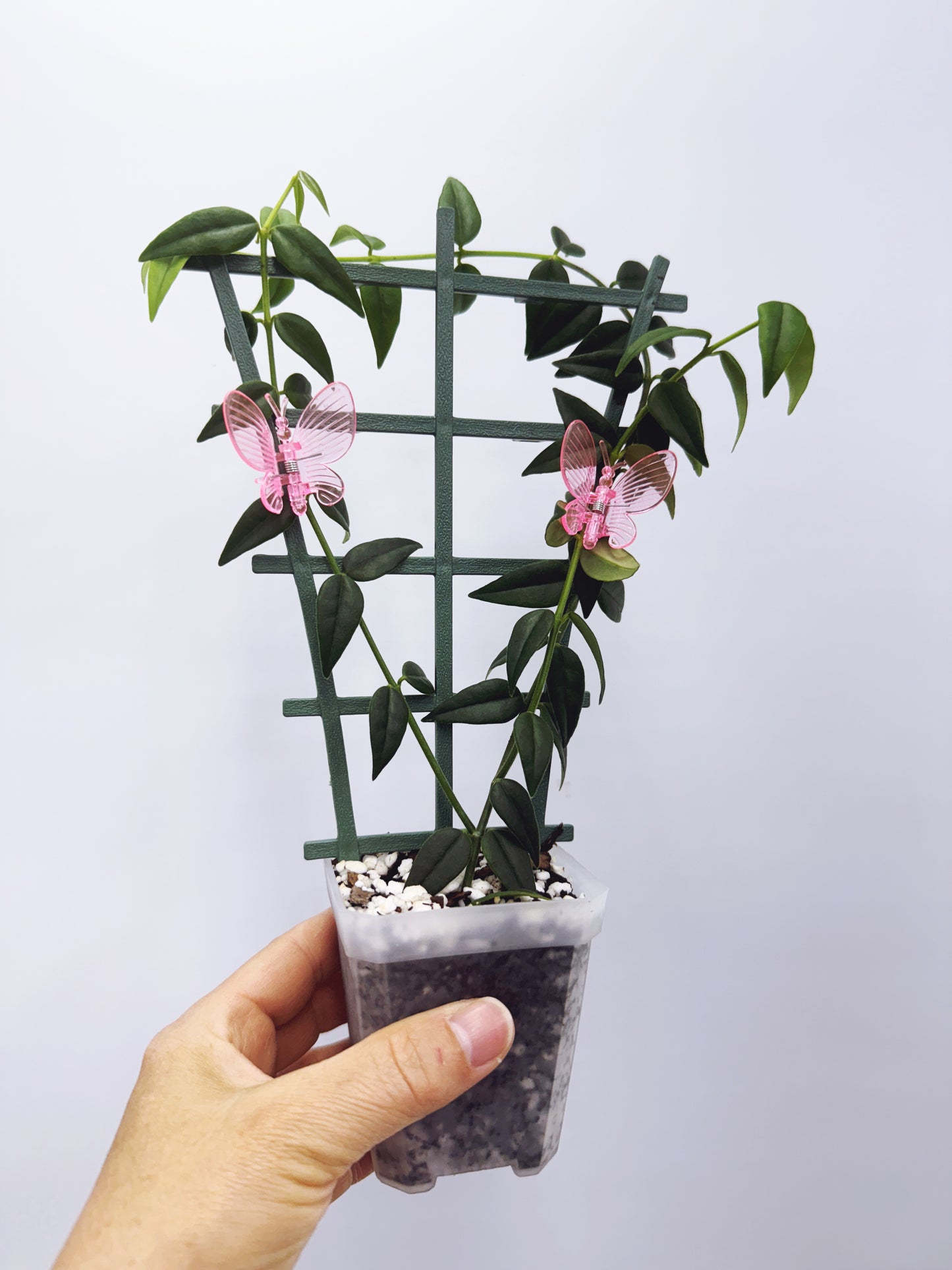Hoya bella