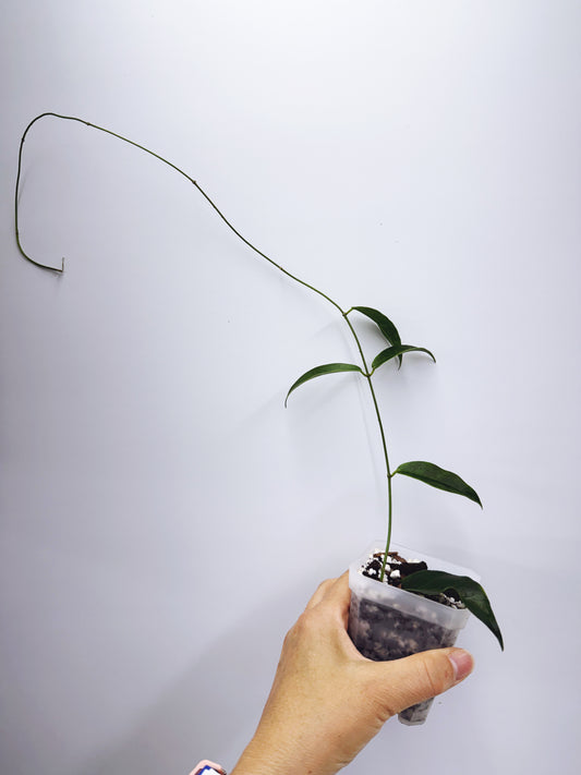 Hoya chlorantha