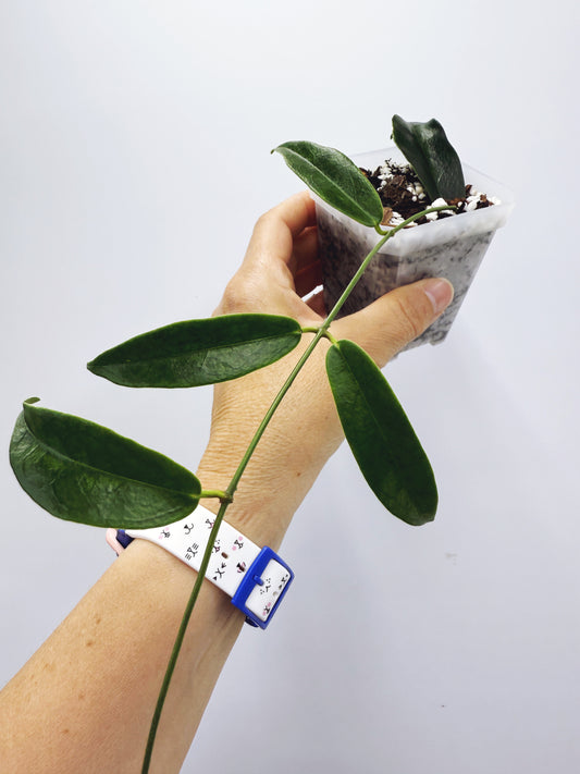 Hoya chlorantha