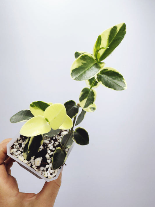 Hoya cummingiana variegated