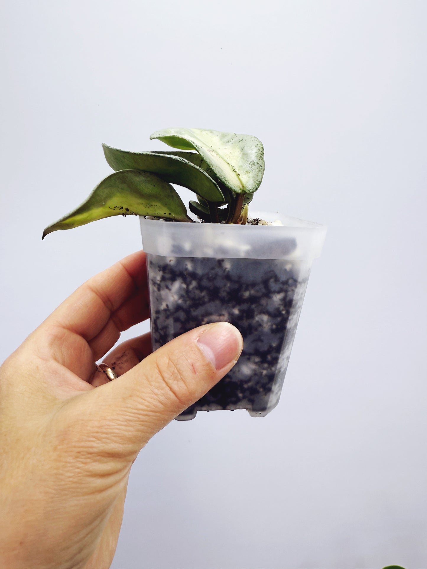 Hoya argentea princess