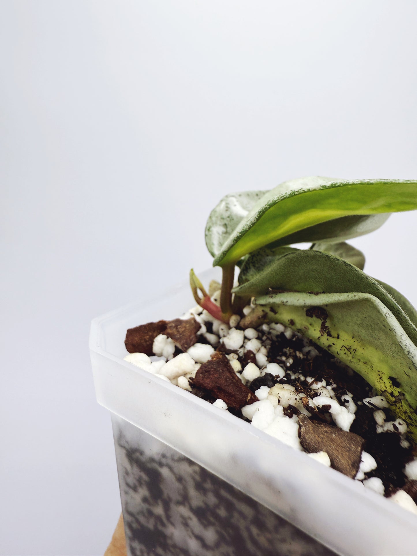 Hoya argentea princess