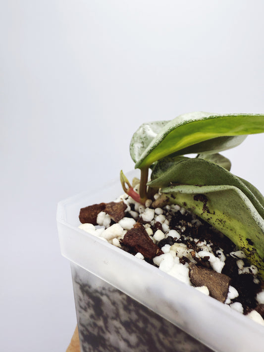 Hoya argentea princess