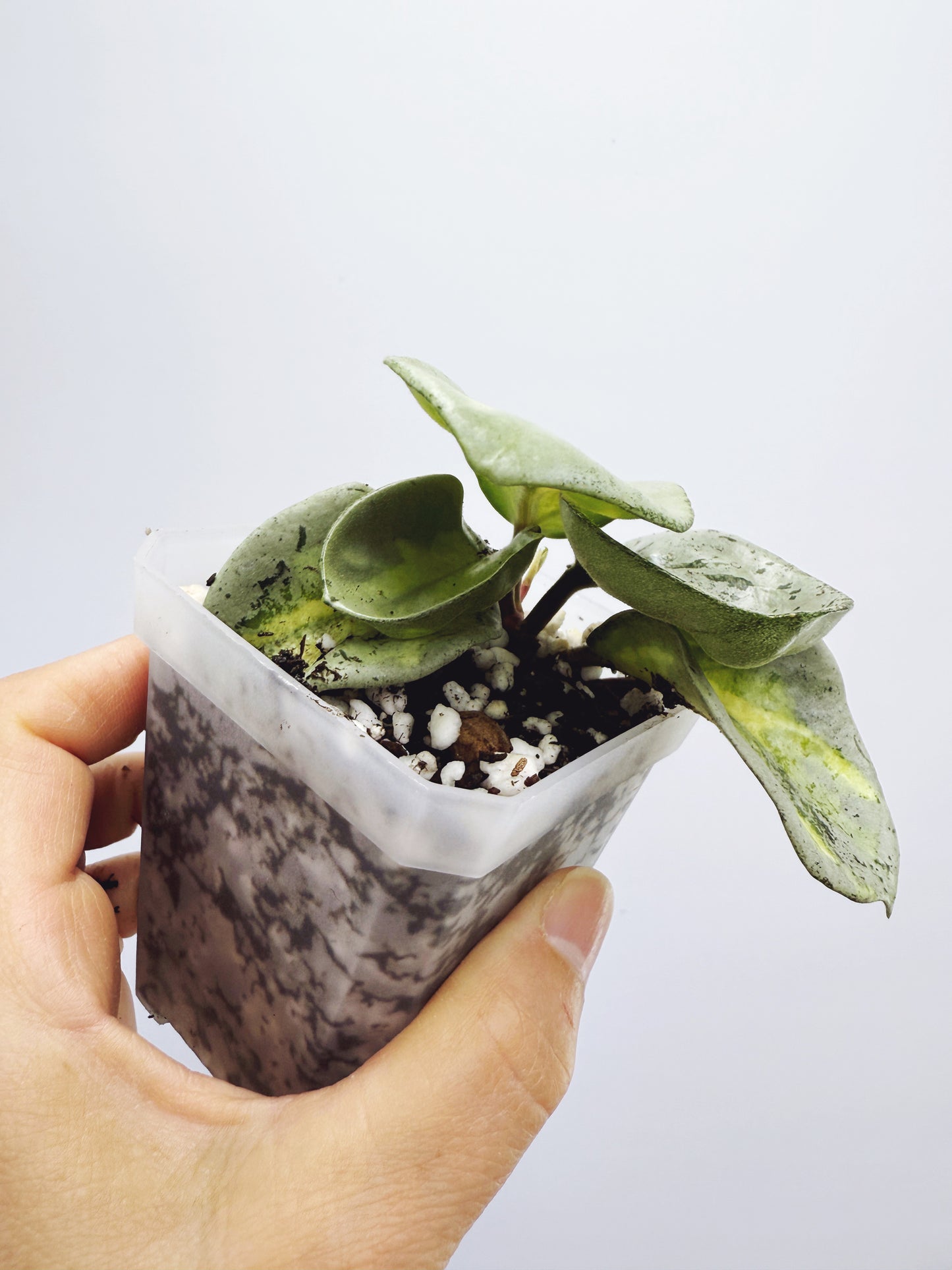 Hoya argentea princess