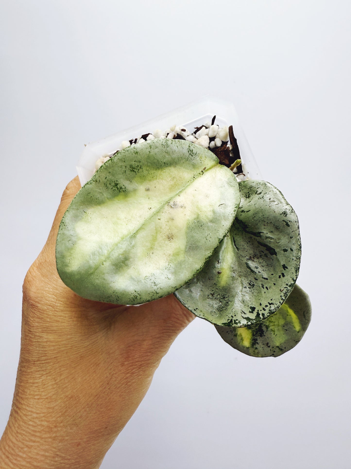 Hoya argentea princess