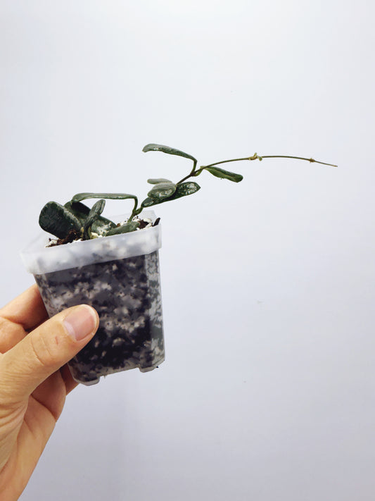Hoya rotundiflora