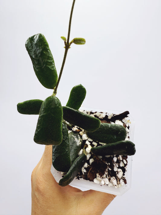 Hoya rotundiflora