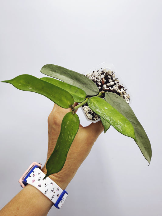 Hoya pandurata silver splash