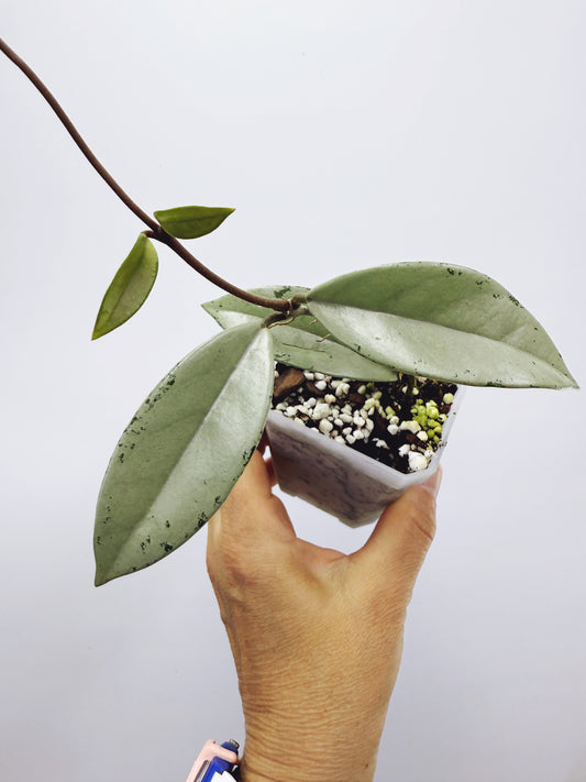 Hoya wilbur graves silver