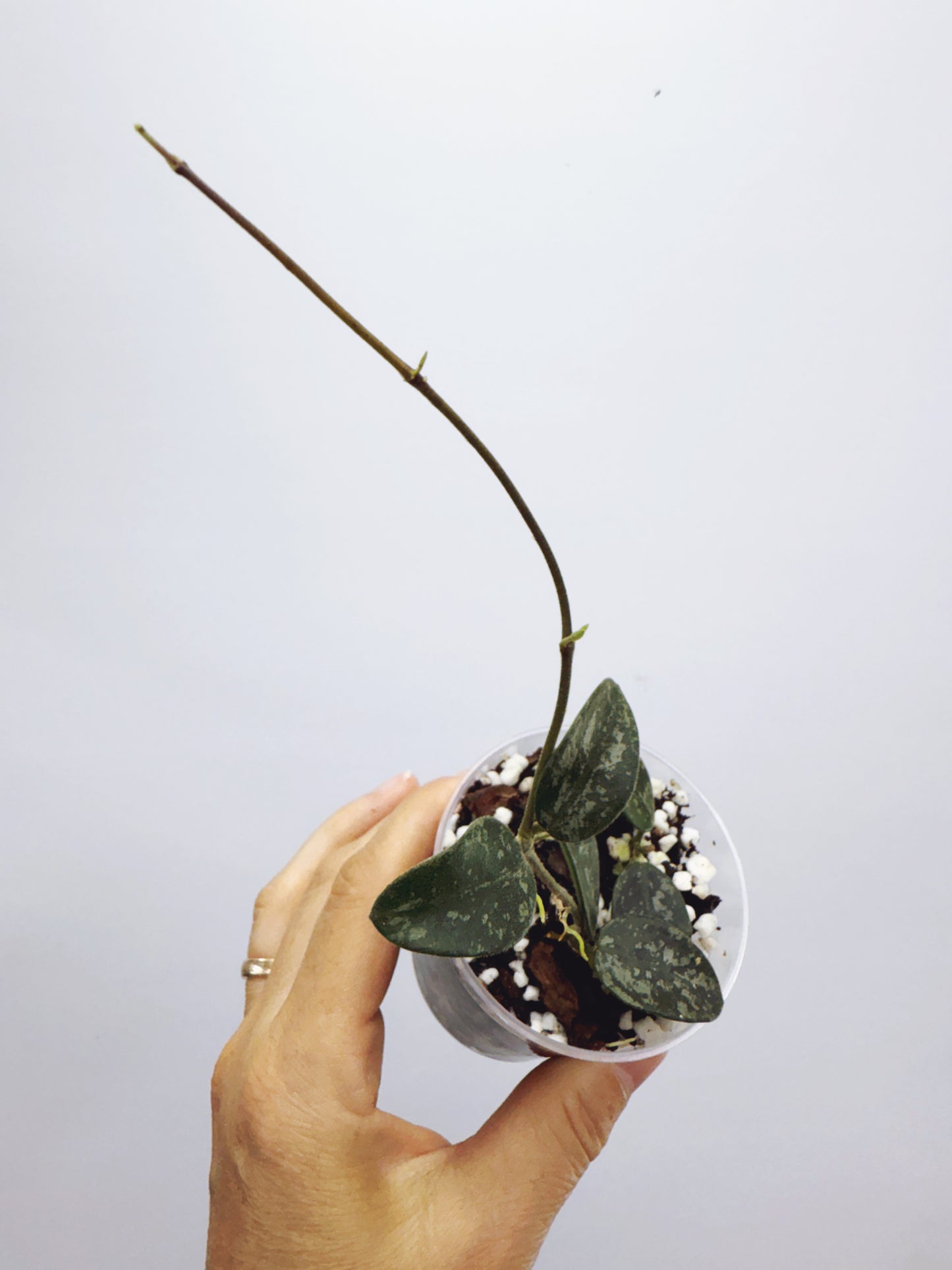 Hoya lima splash